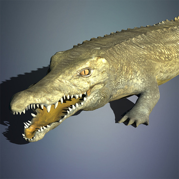 Crocodile - 3Docean 11256843