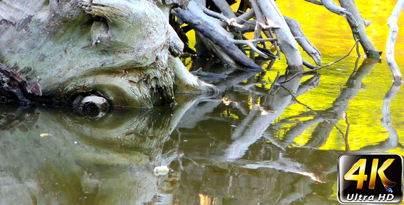 Dry Wood Dead Tree in Green Lake 2 alt