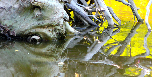 Dry Wood Dead Tree in Green Lake 2 alt