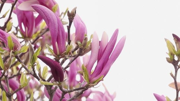 Blooming Magnolia Spring Morning alt