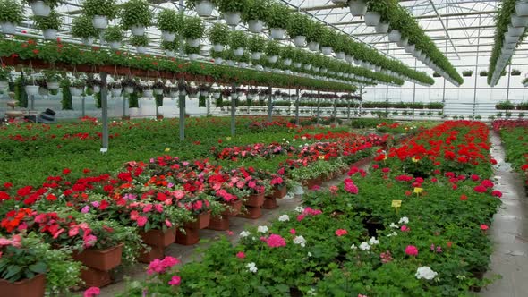 A Greenhouse Full of Red and Pink Flowers alt