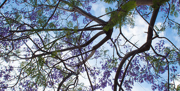 Blossoming Jacaranda Branch with Clouds