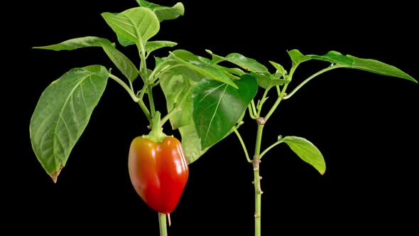 Time Lapse of Growth and Ripening Red Sweet Bell Pepper alt
