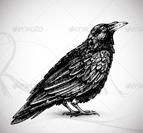 Raven Drawing, Vectors | GraphicRiver