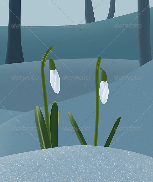 Snowdrops on the Snow