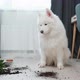 Guilty Dog on the Floor Next to an Overturned Flower - VideoHive Item for Sale