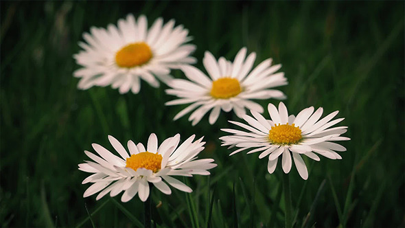 Daisies In Breeze alt