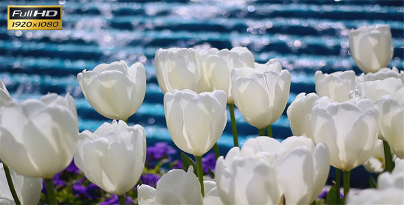 White Tulips And Waterfall