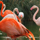 Flamingos At Waterfront - VideoHive Item for Sale