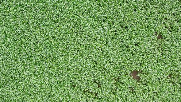 Top shot of a wide buckwheat flower field. drone shot