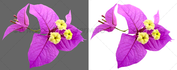 Santa Rita Flowers - Nature & Animals Isolated Objects