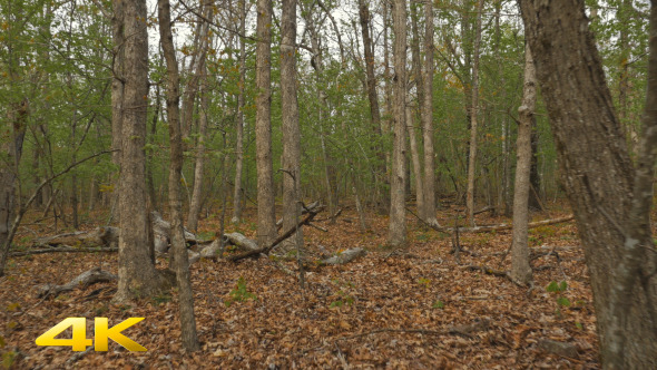 Walking through a Lush Forest alt