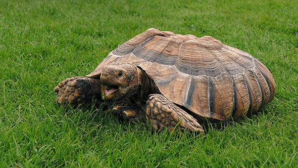 Tortoise Eating In The Grass alt