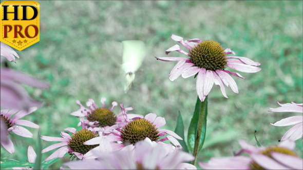 A Purple Cornflower Plant with a White Butterfly alt