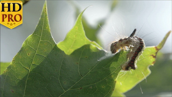 A Hairy Moth on the Maple Leaf alt