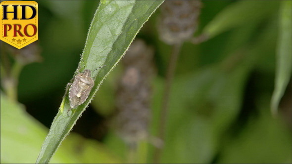 The Bug is on The Leaf of a Plant alt