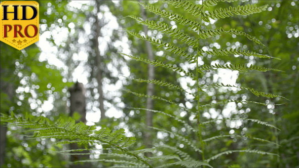 The Beautiful Fern Leaves in the Middle  alt