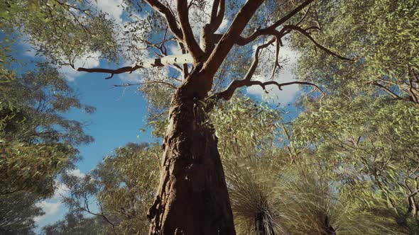 Eucaliptus in Australia Red Center alt