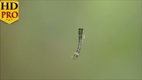 A Small Moth Hanging on the Air alt