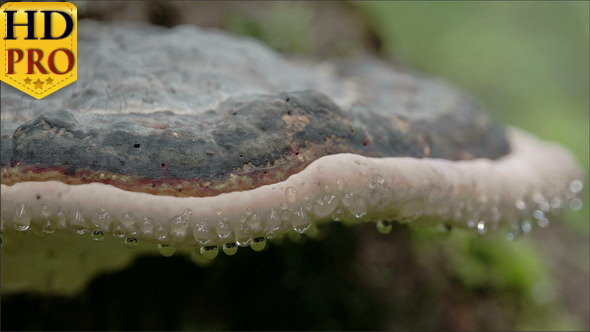 Fomitopsis Pinicola with its Moist Drops Visible alt