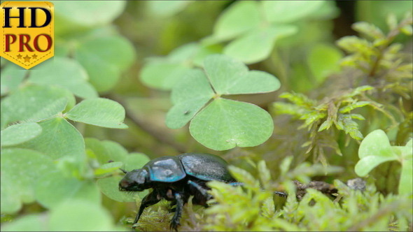 Black and Shiny Dung Beetle is Crawling   alt