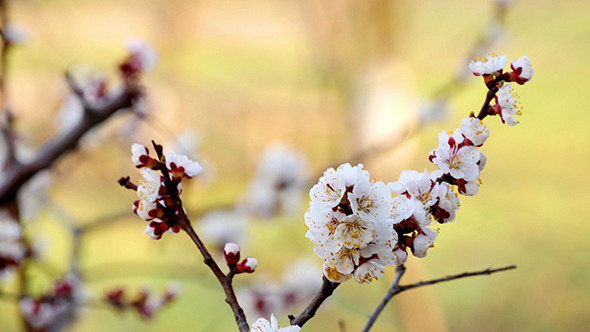 Tree Branch With Flowers alt