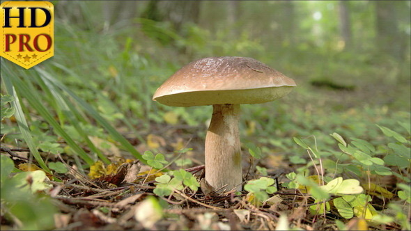 Single Lactarius Rufus Found on the Ground  alt