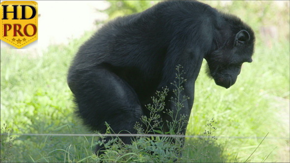 Black Chimpanzee Standing and Sitting on the Grass alt