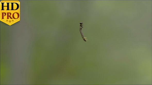 A Small Moth Crawling Up on the String alt