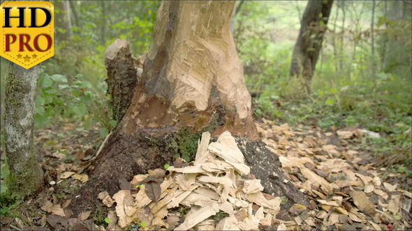 The Pieces of Wood from the Tree Trunk Eaten   alt
