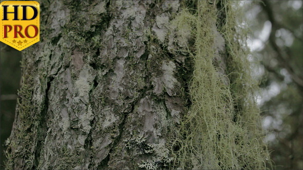 Closer Look of the Beard Lichen Attached   alt