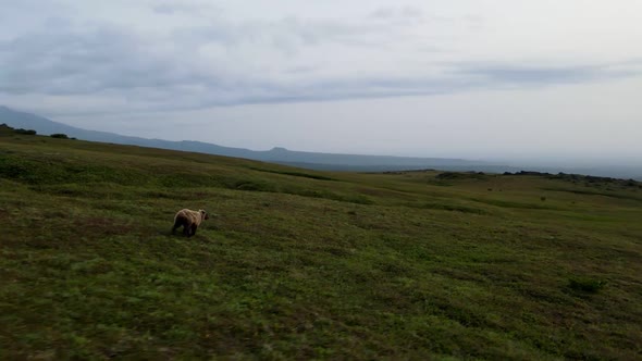 running bear with a view of the volcano