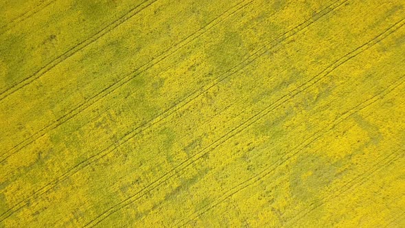 Farm Field From Above