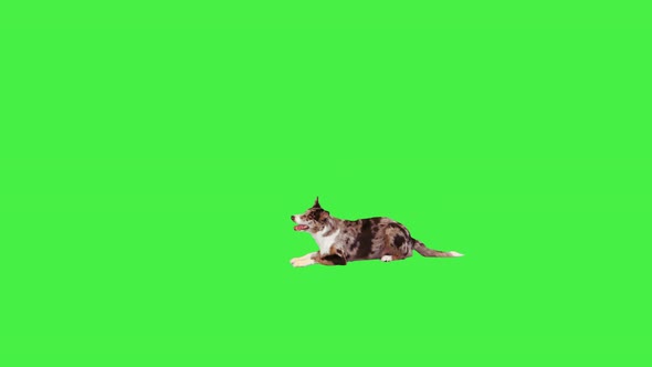 Border Collie Lays Down and Then Stands Up on a Green Screen Chroma Key