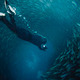 free diving into a sardine ball - PhotoDune Item for Sale