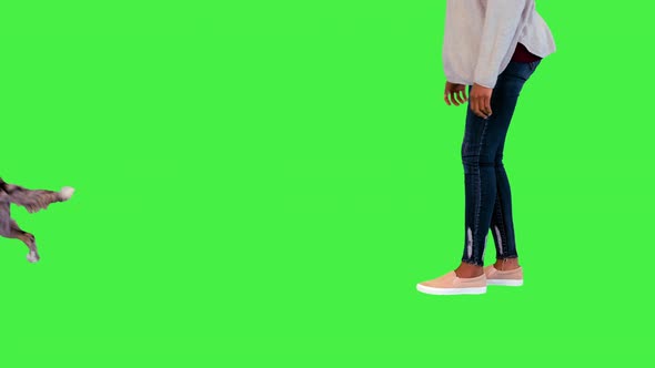 Cute Girl Playing with Border Collie Throwing a Ball on a Green Screen Chroma Key