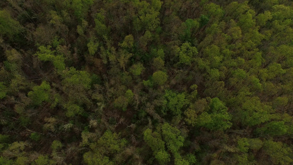 Forest Tree Tops Aerial View alt