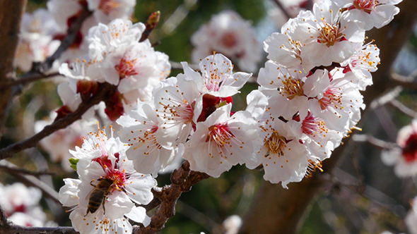 Honey Bee On White Flower