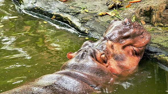 Hippopotamus 01 alt