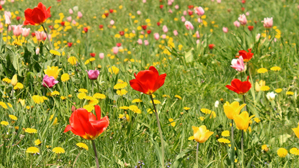 Spring Flowers in the Meadow