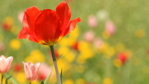 Red Spring Tulip