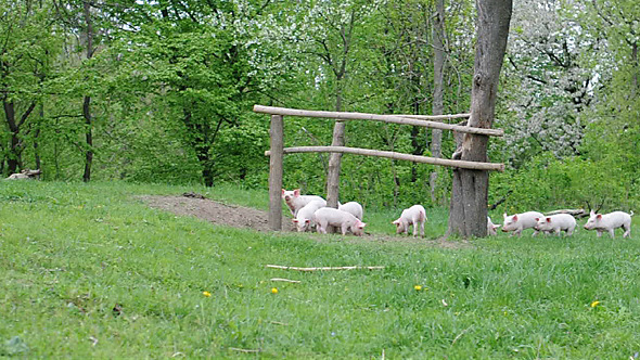 Piglets Walking and Playing 