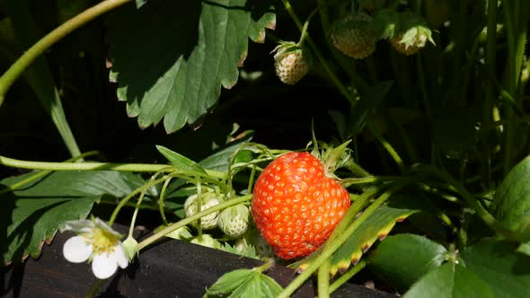 Farmer Harvests Ripe Strawberries on the Garden Bed