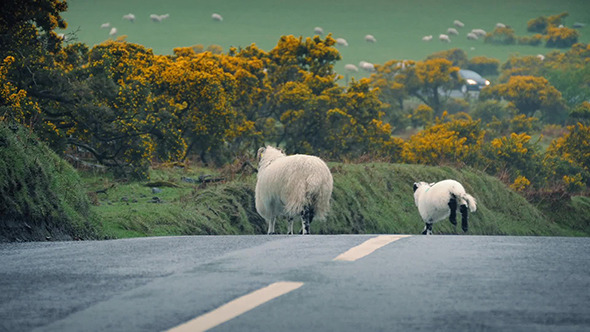 Sheep Leads Lamb Across Road In The Country alt
