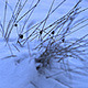 Grass on Winter Field - VideoHive Item for Sale