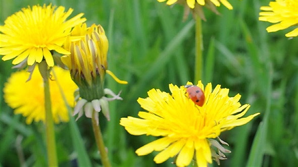 Ladybug Among Green Grass & flower