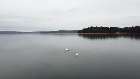Swan Swimming on Lake Evening Pond