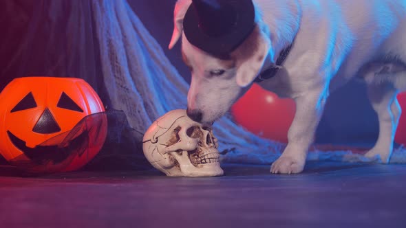 Halloween Celebration Concept. Funny Dog Eating From Fake Halloween Skulls alt