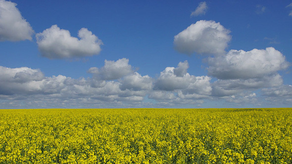 Field And Clouds