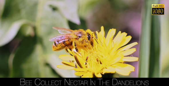Bee Collects Nectar In The Dandelions 4 alt